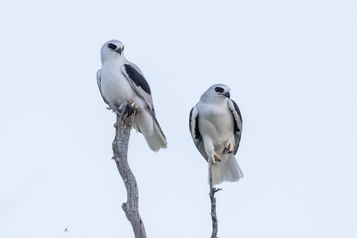 Letter-winged Kite - ML656777084