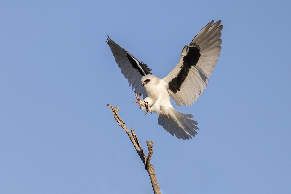 Letter-winged Kite - ML656777085