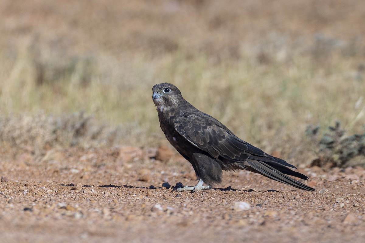 Black Falcon - ML656777096