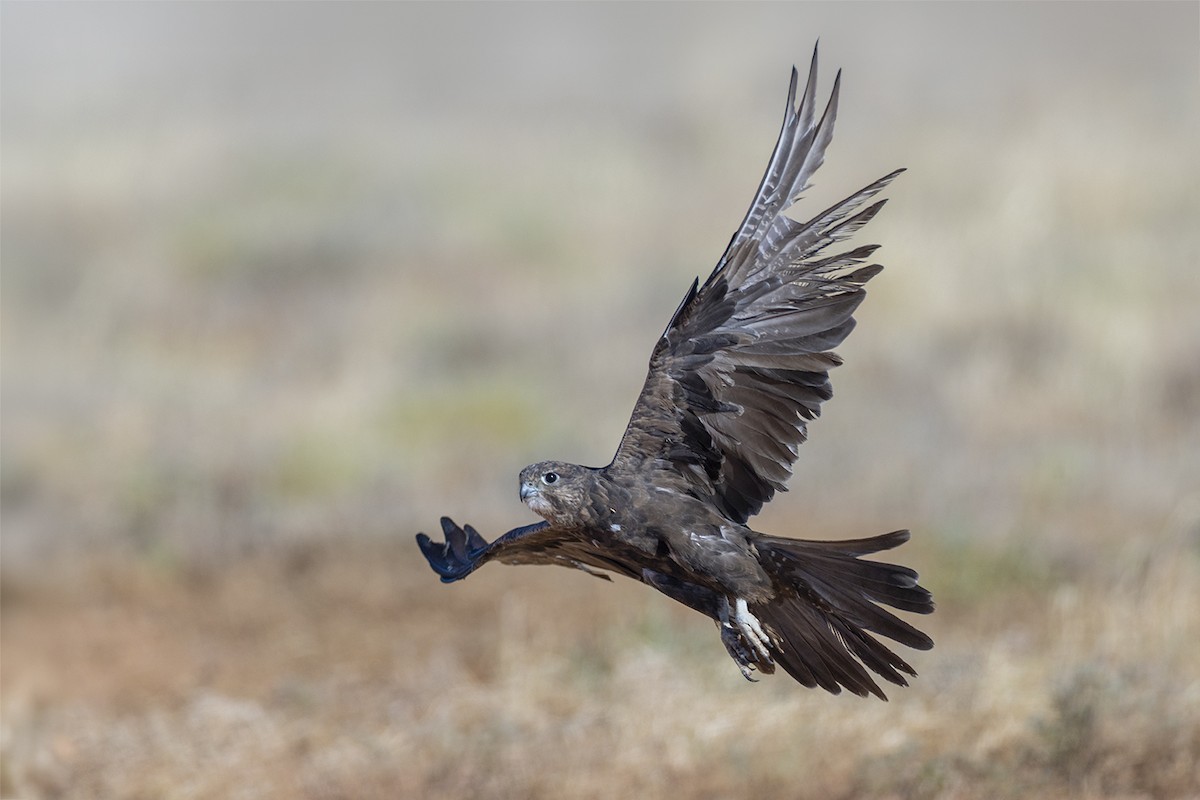 Black Falcon - ML656777097