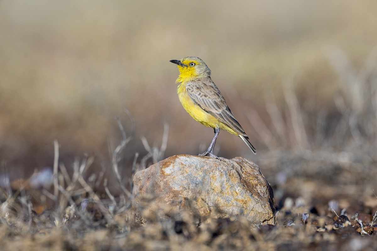Gibberbird - ML656777102