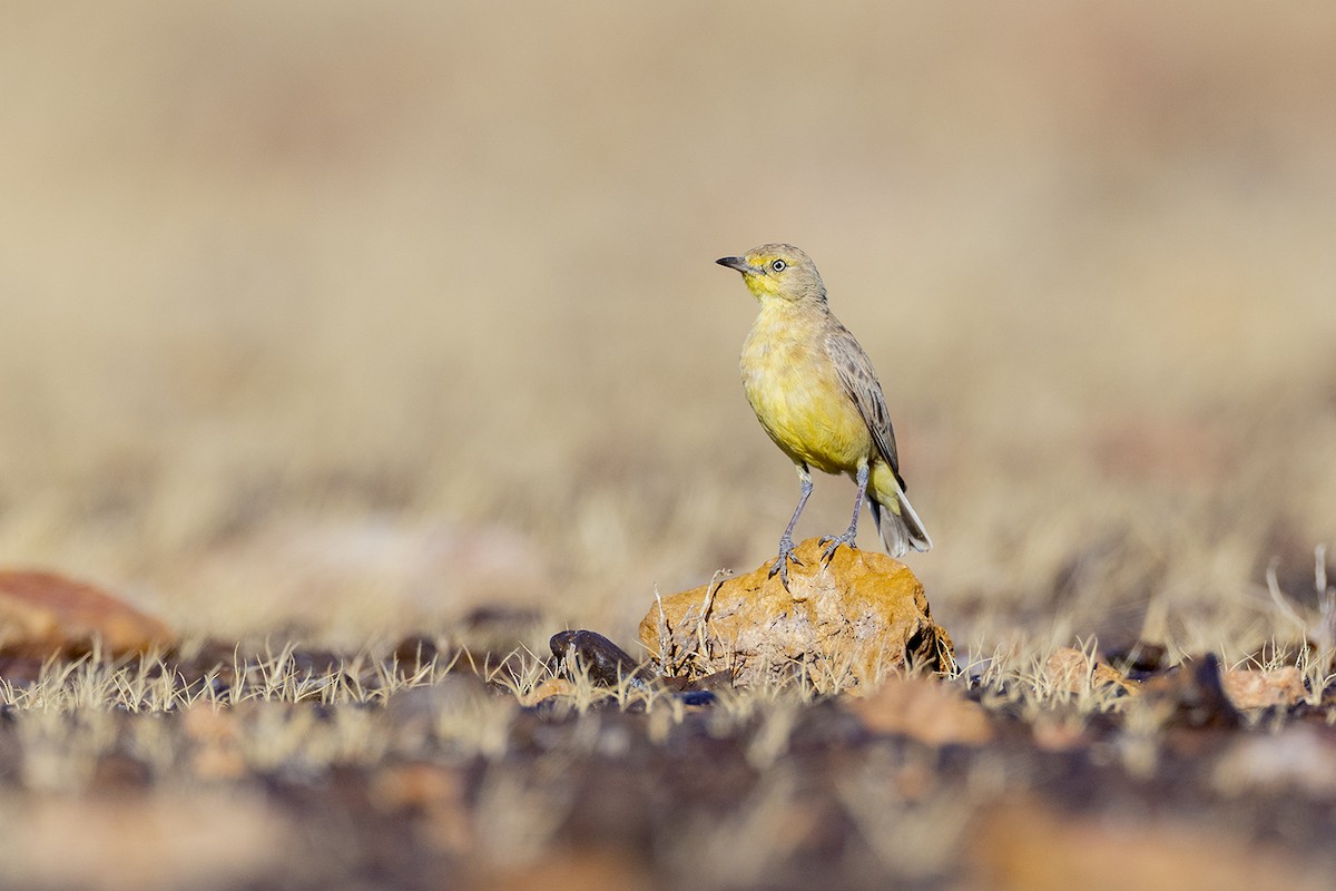 Gibberbird - ML656777103
