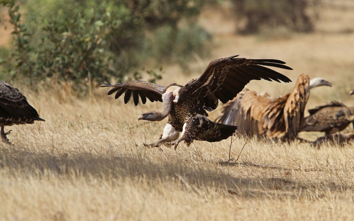 Rüppell's Griffon - ML65677831