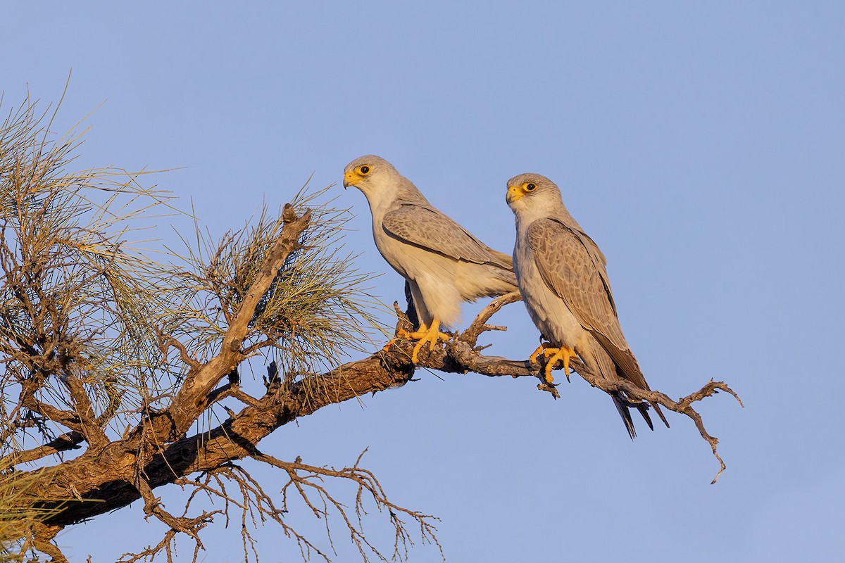Gray Falcon - ML656778537