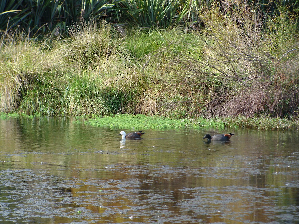 Paradise Shelduck - ML656778573