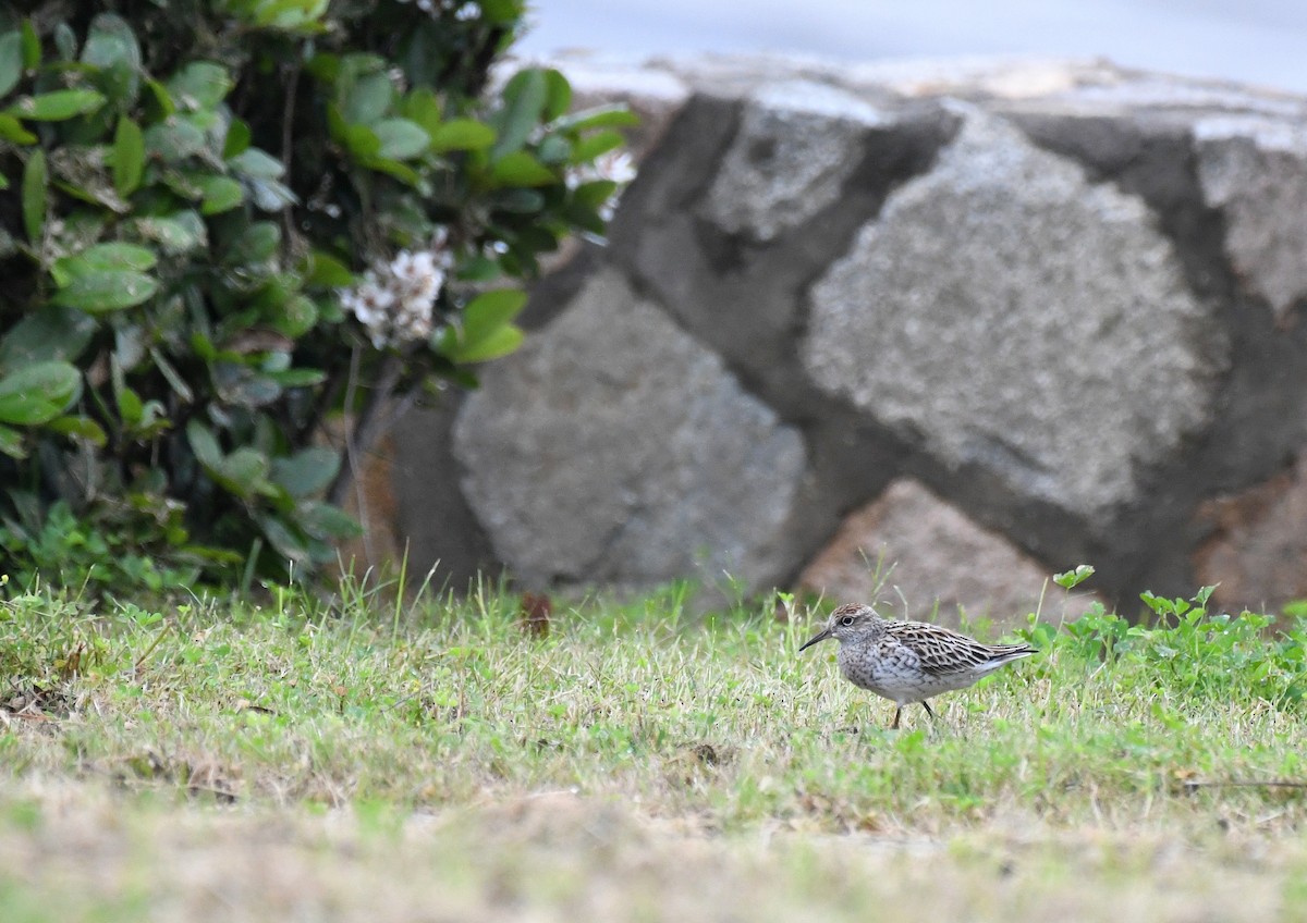Sharp-tailed Sandpiper - ML656779592