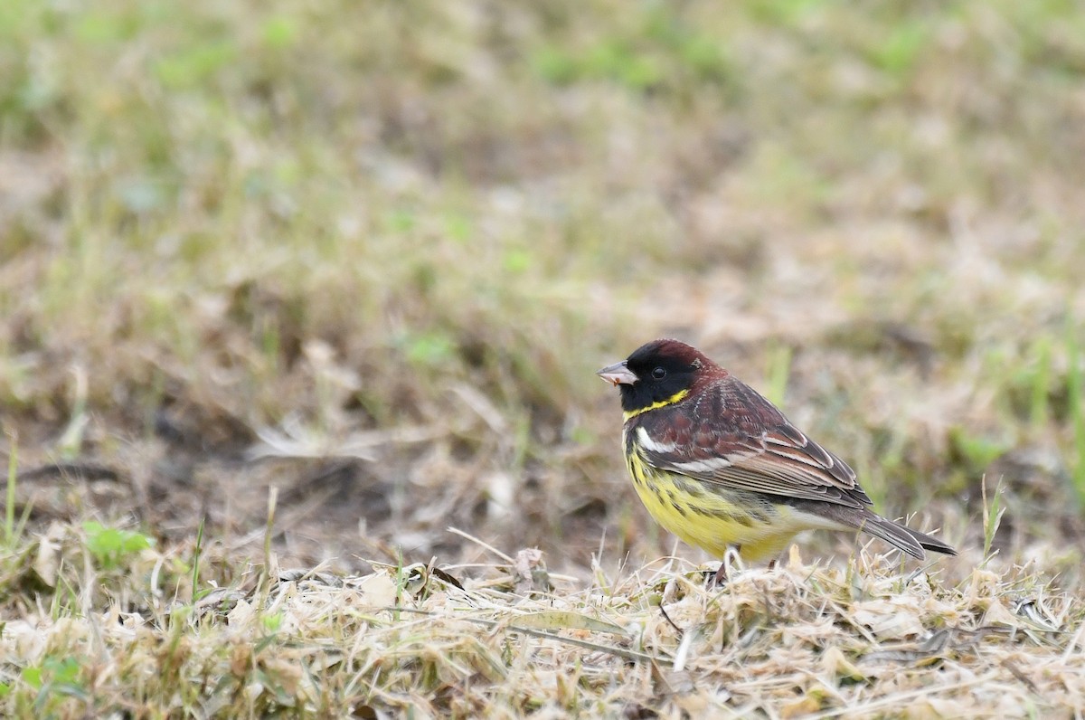 Yellow-breasted Bunting - ML656779597