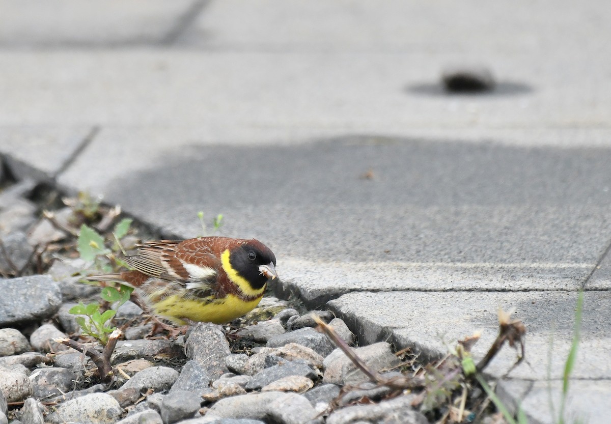Yellow-breasted Bunting - ML656779598