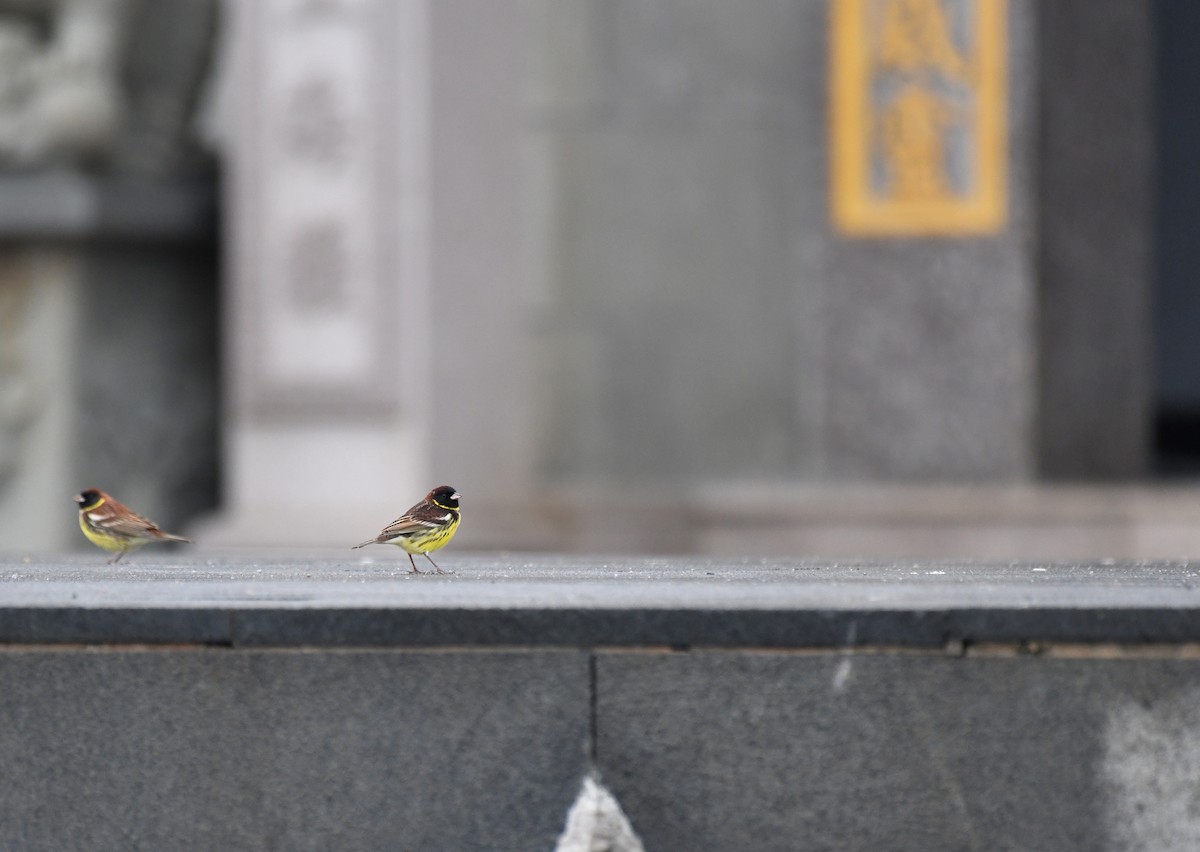 Yellow-breasted Bunting - ML656779599