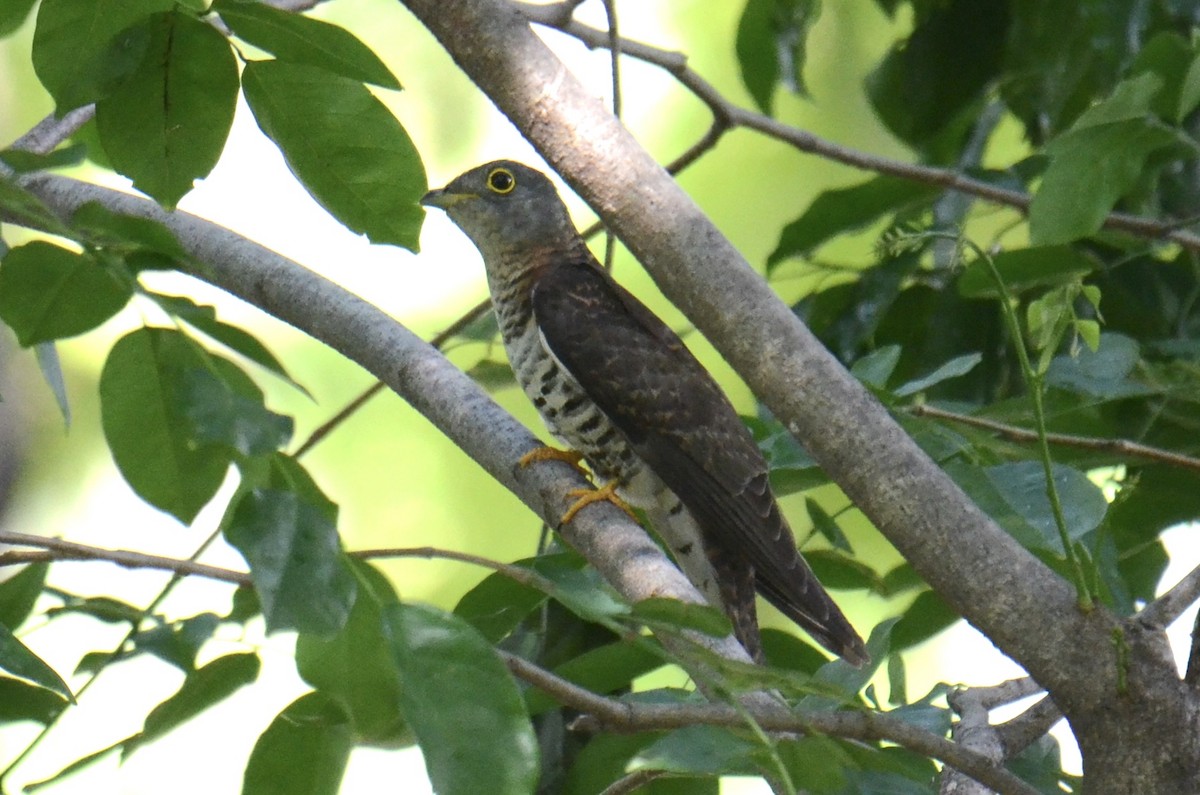 eBird Checklist - 7 May 2026 - Rama IX Park (Suan Luang Rama IX) - 20 ...