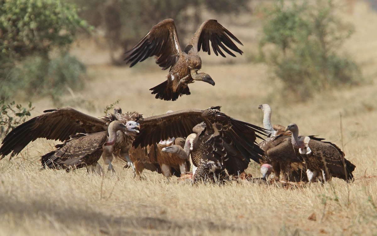 White-backed Vulture - Christoph Moning