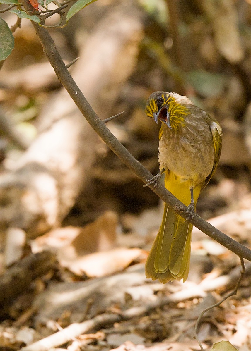 Bulbul de Finlayson - ML656780634