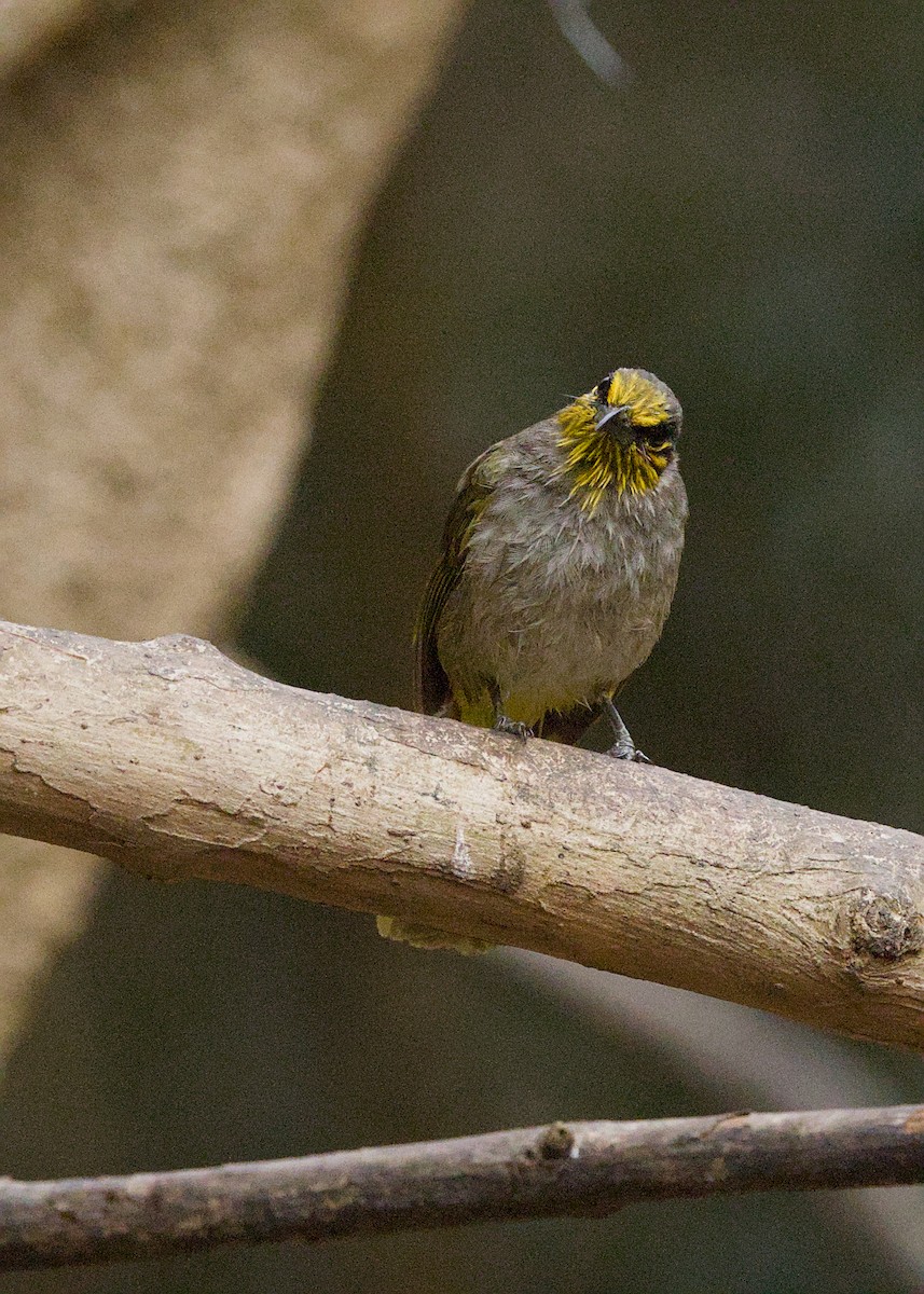 Bulbul de Finlayson - ML656780635
