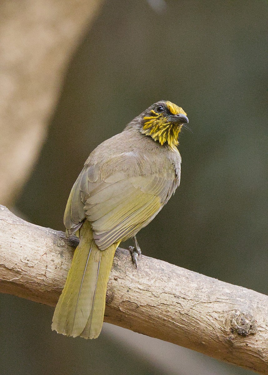 Bulbul de Finlayson - ML656780636