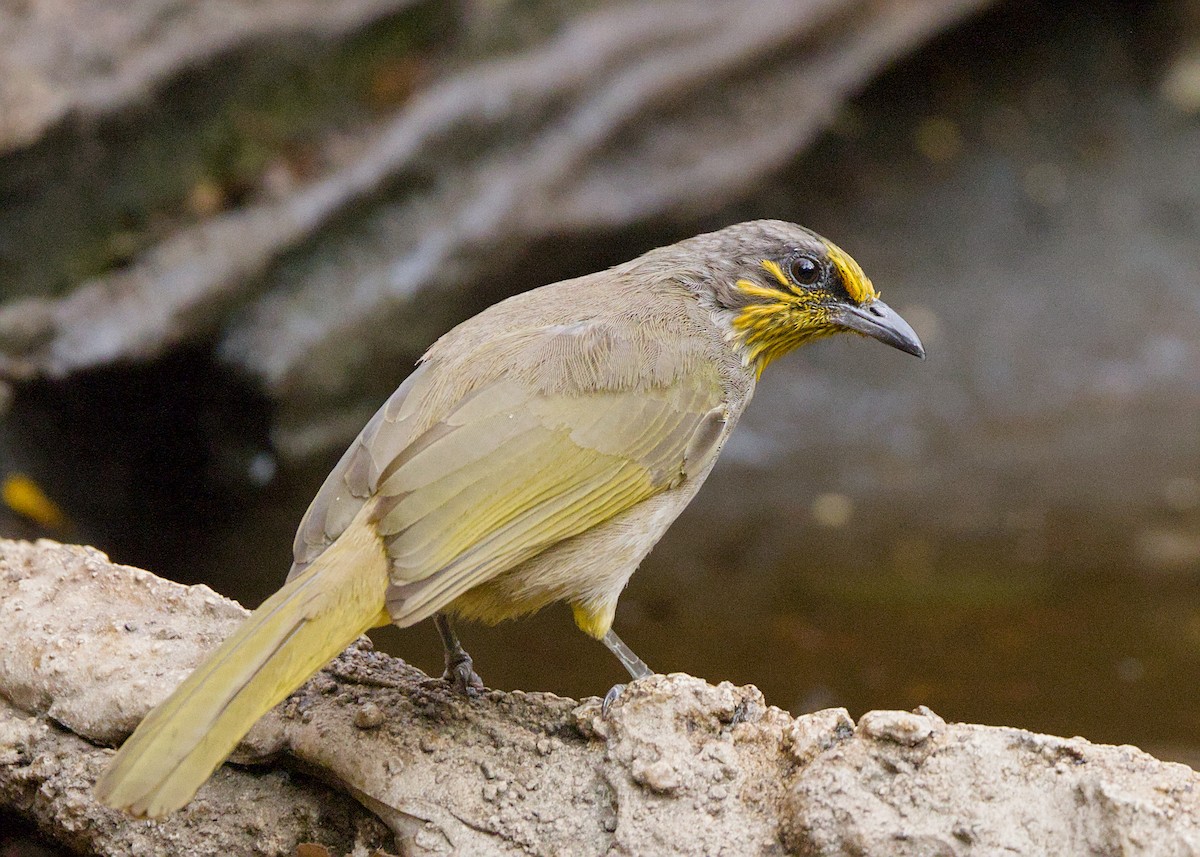Bulbul de Finlayson - ML656780637