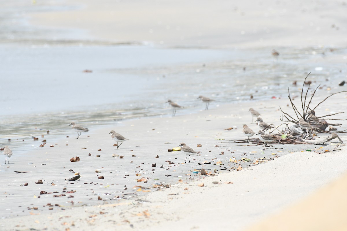 Tibetan Sand-Plover - ML656780979