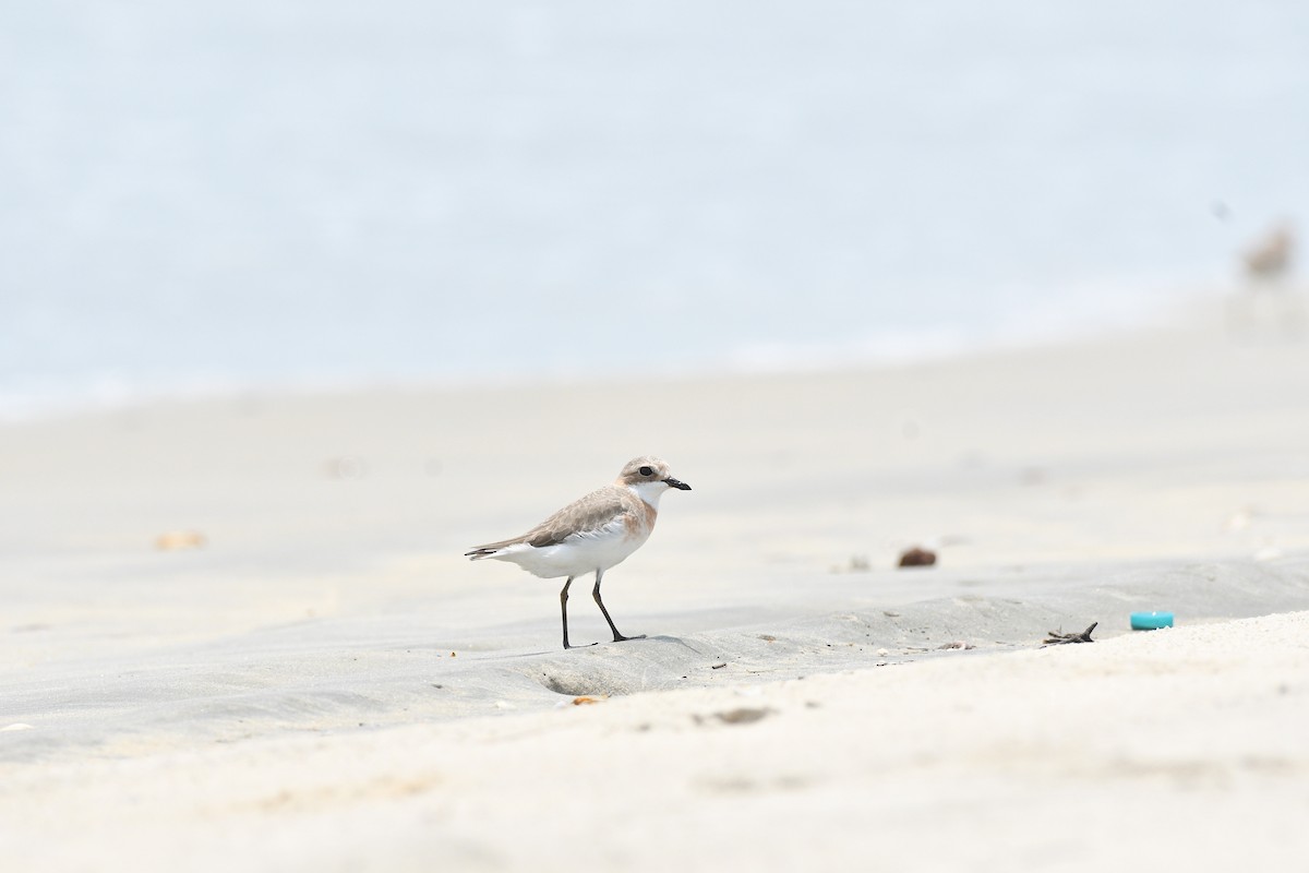 Tibetan Sand-Plover - ML656780980