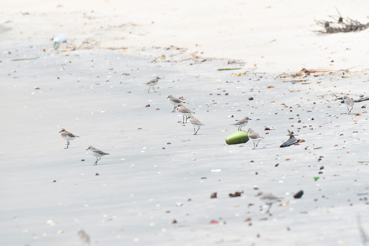 Tibetan Sand-Plover - ML656780981