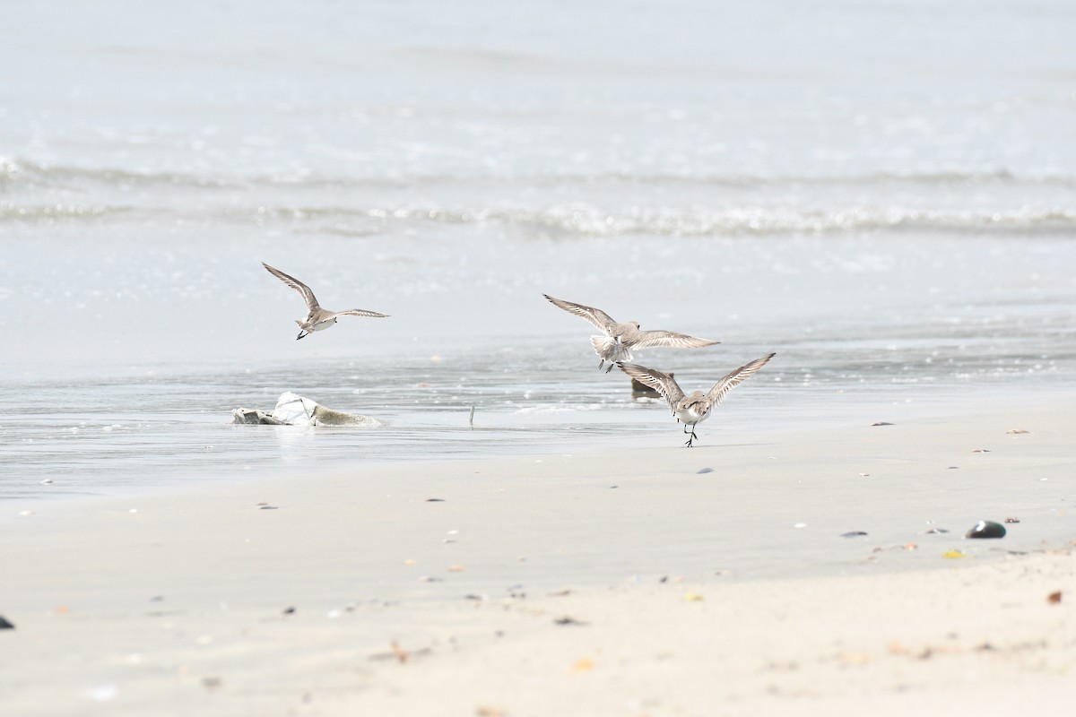 Tibetan Sand-Plover - ML656780982