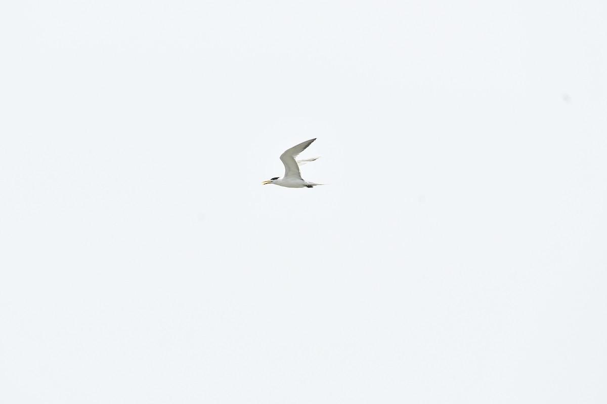 Great Crested Tern - ML656780985