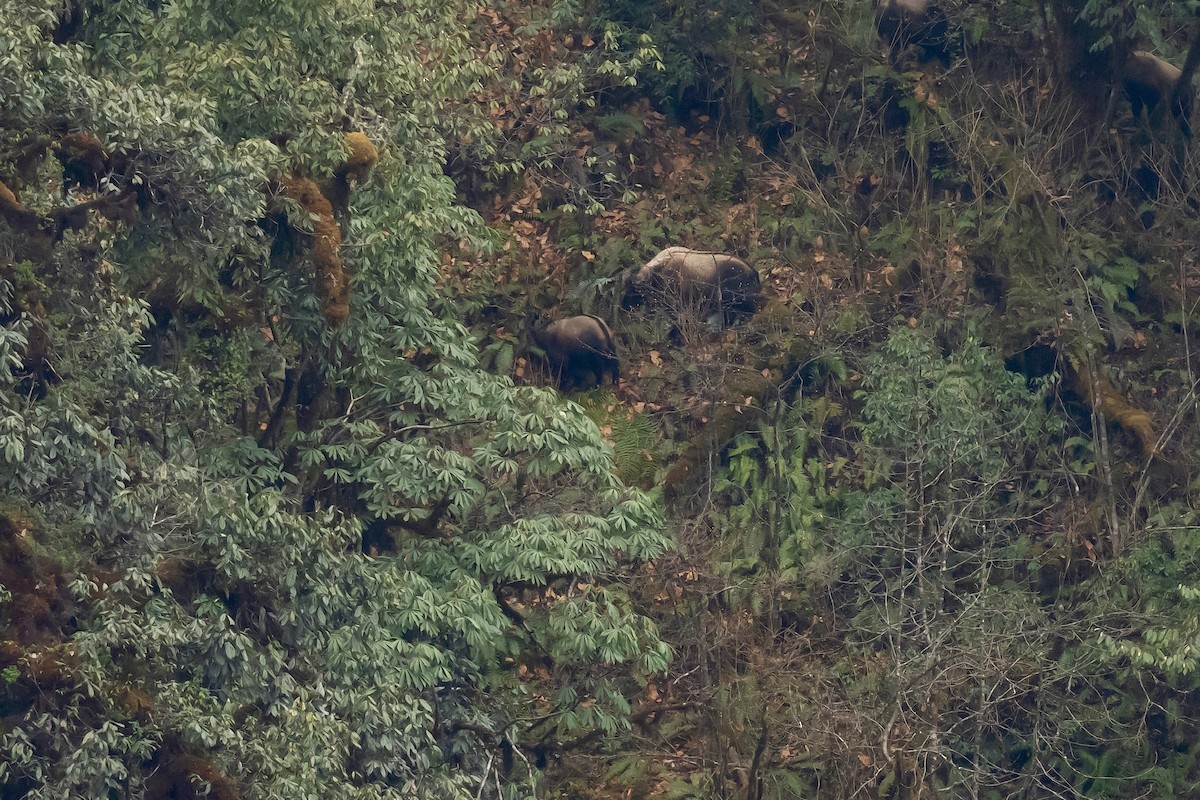 Animals - ML656782575