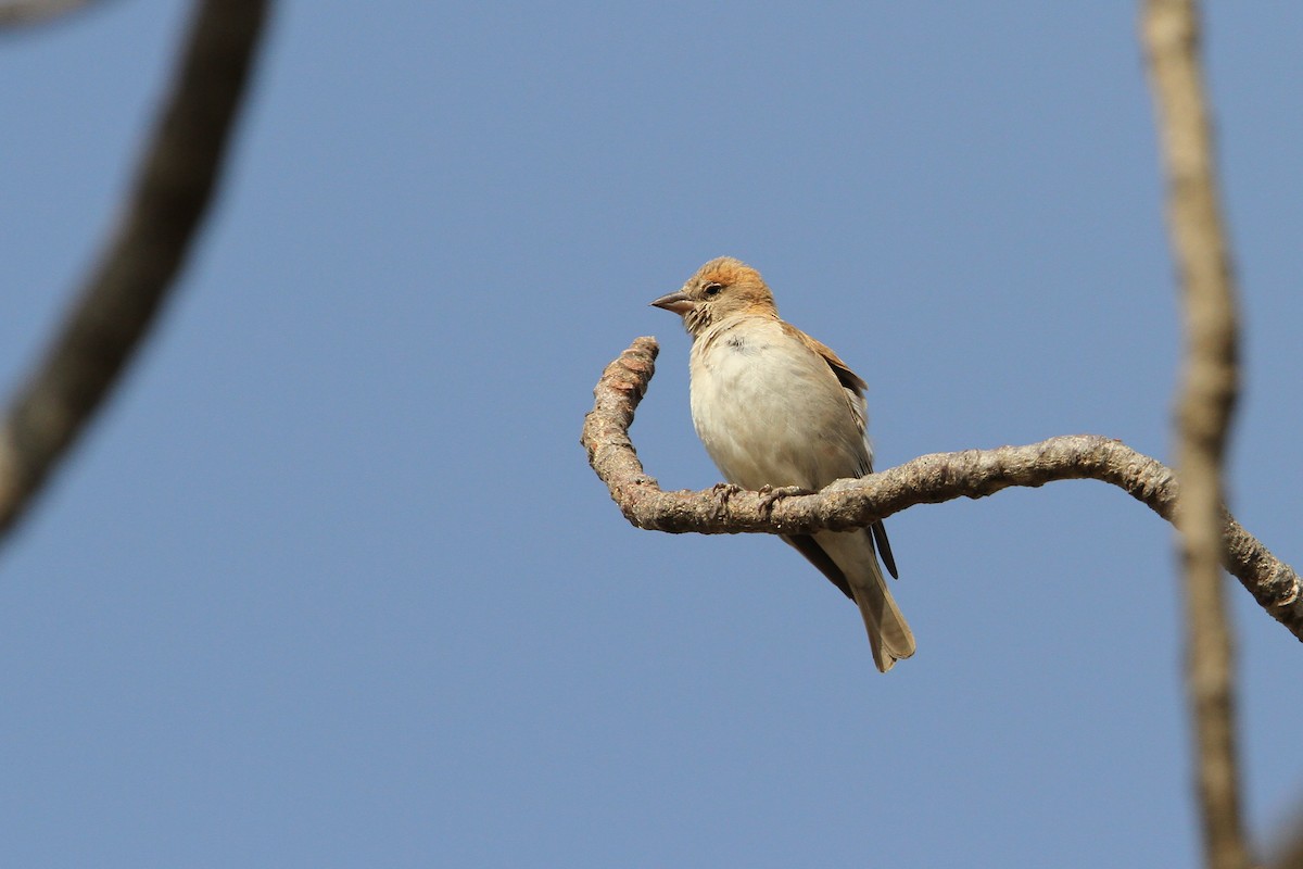 Sahel Bush Sparrow - Christoph Moning