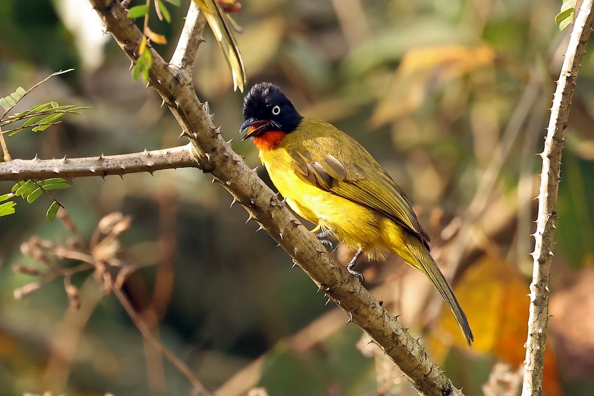 Flame-throated Bulbul - ML656784529