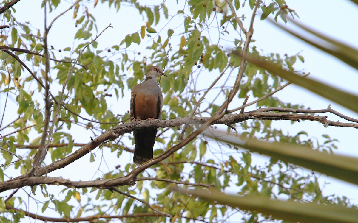 Adamawa Turtle-Dove - ML65678471