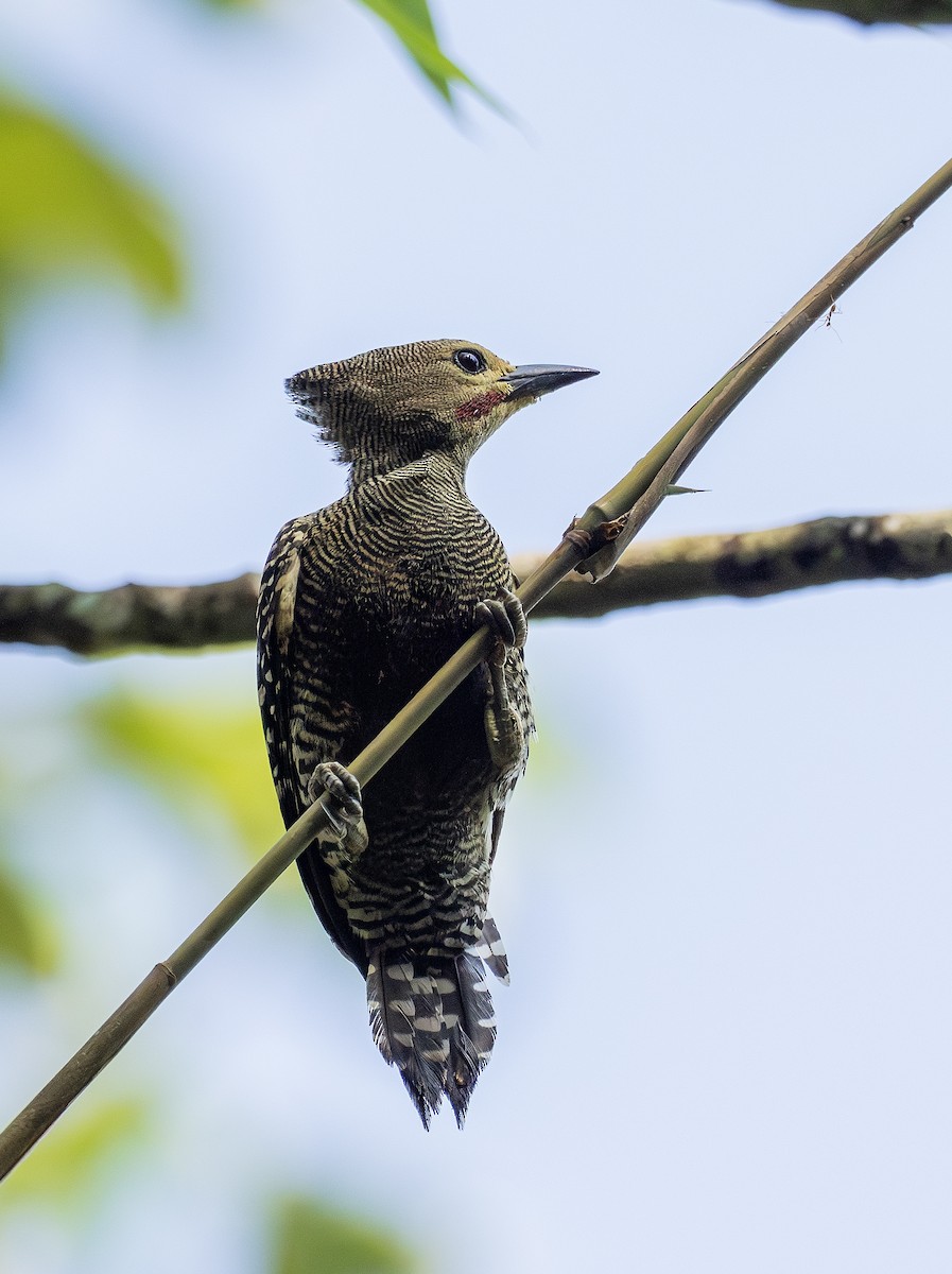 Buff-rumped Woodpecker - ML656784819
