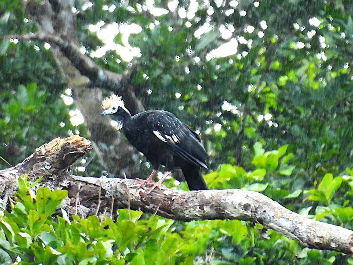 Pénélope à gorge bleue - ML656785258