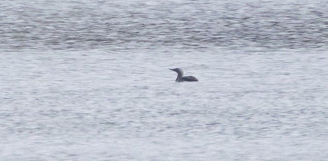 Red-throated Loon - ML656785308