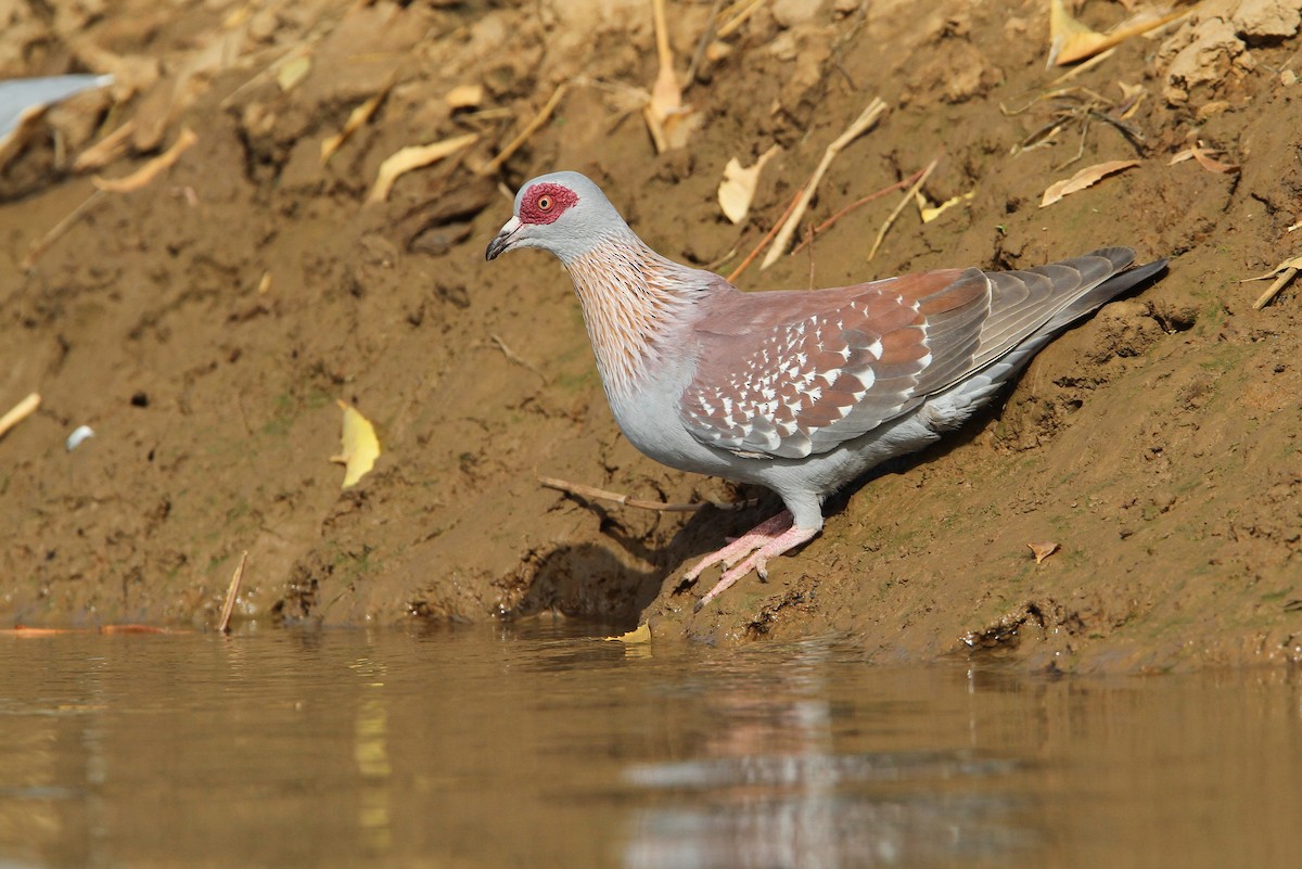 Speckled Pigeon - Christoph Moning