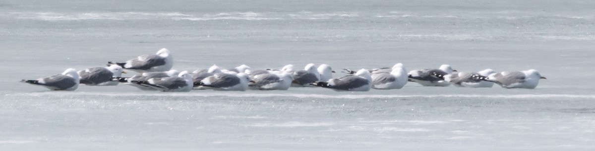 Short-billed Gull - ML656785755