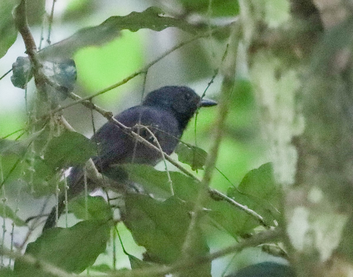 Saturnine Antshrike - ML656787509