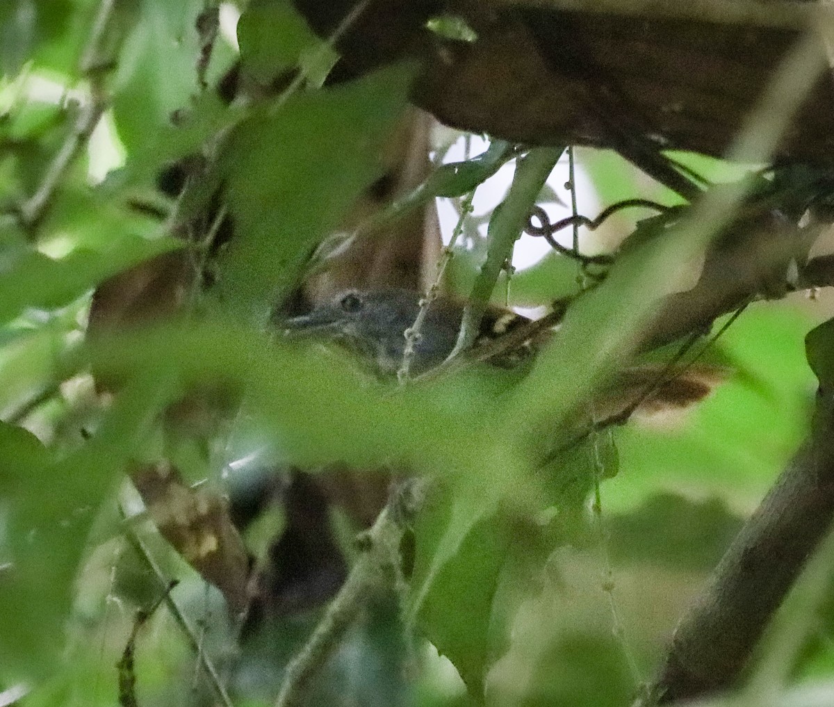 White-eyed Stipplethroat - ML656787513