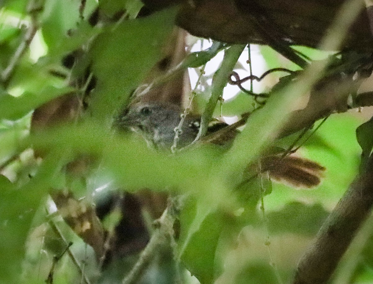 White-eyed Stipplethroat - ML656787516