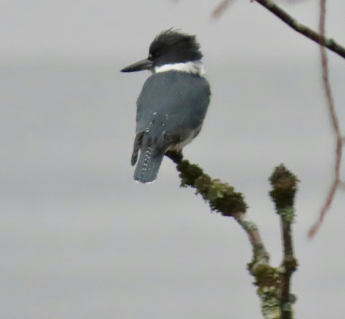 Belted Kingfisher - ML656788191