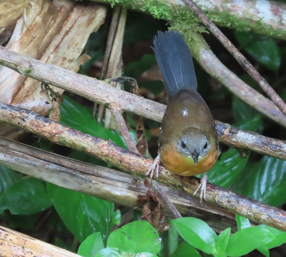 Black-throated Antbird - ML656788348