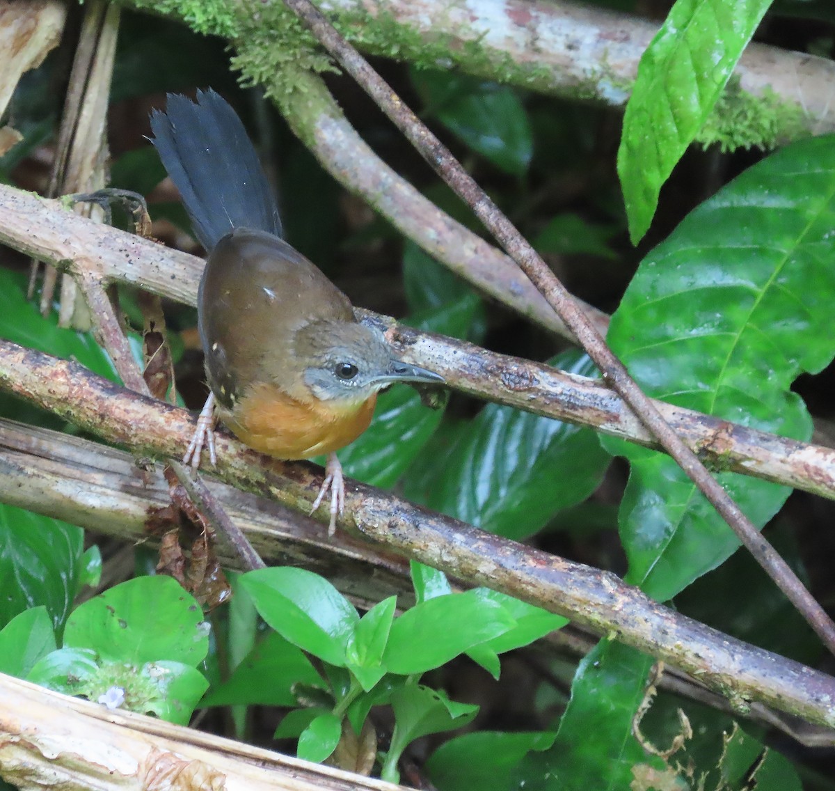 Black-throated Antbird - ML656788360