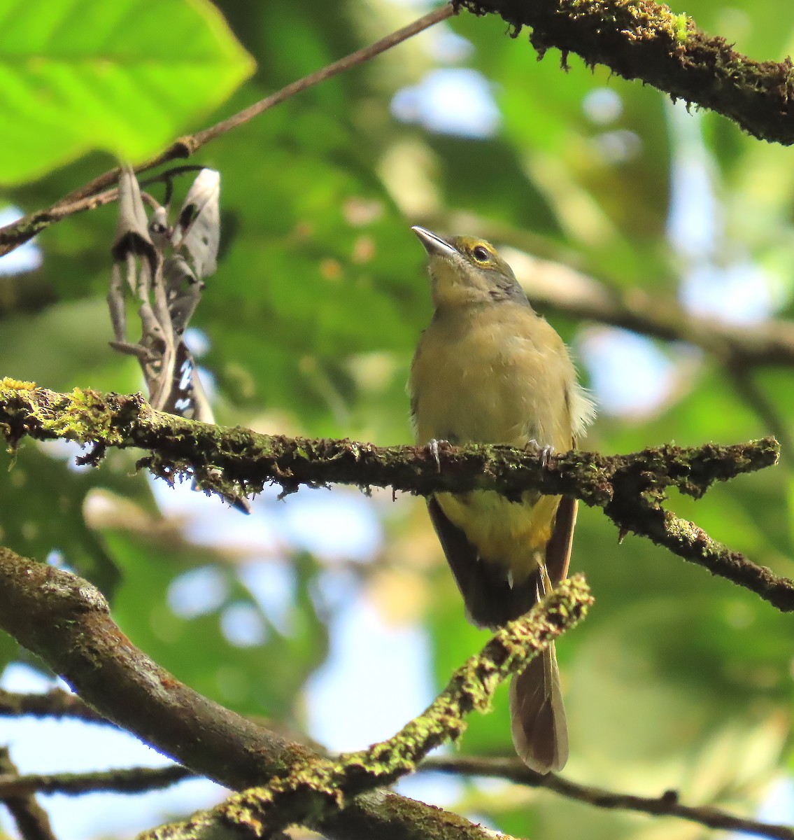 Fulvous-crested Tanager - ML656788371