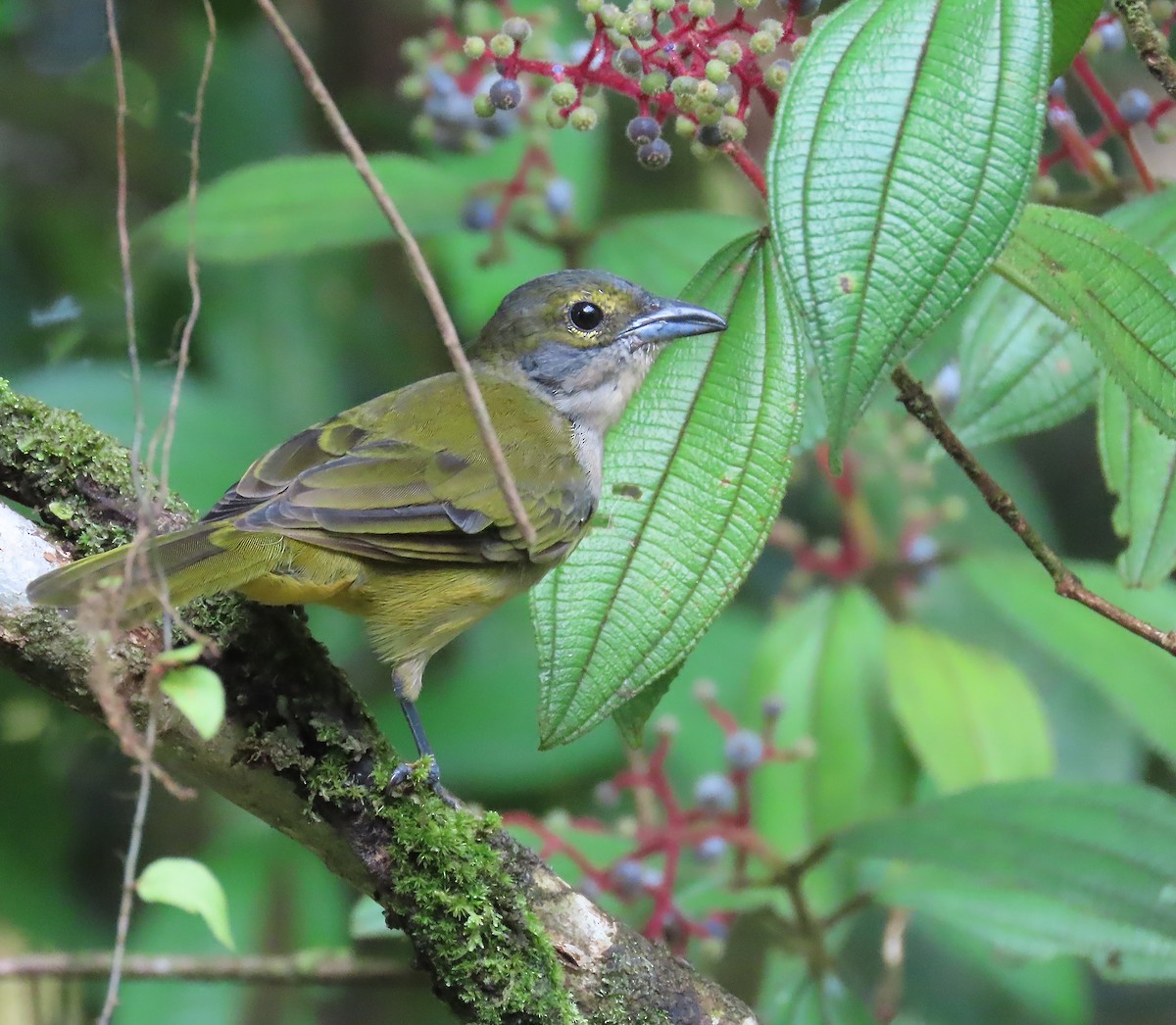 Fulvous-crested Tanager - ML656788375