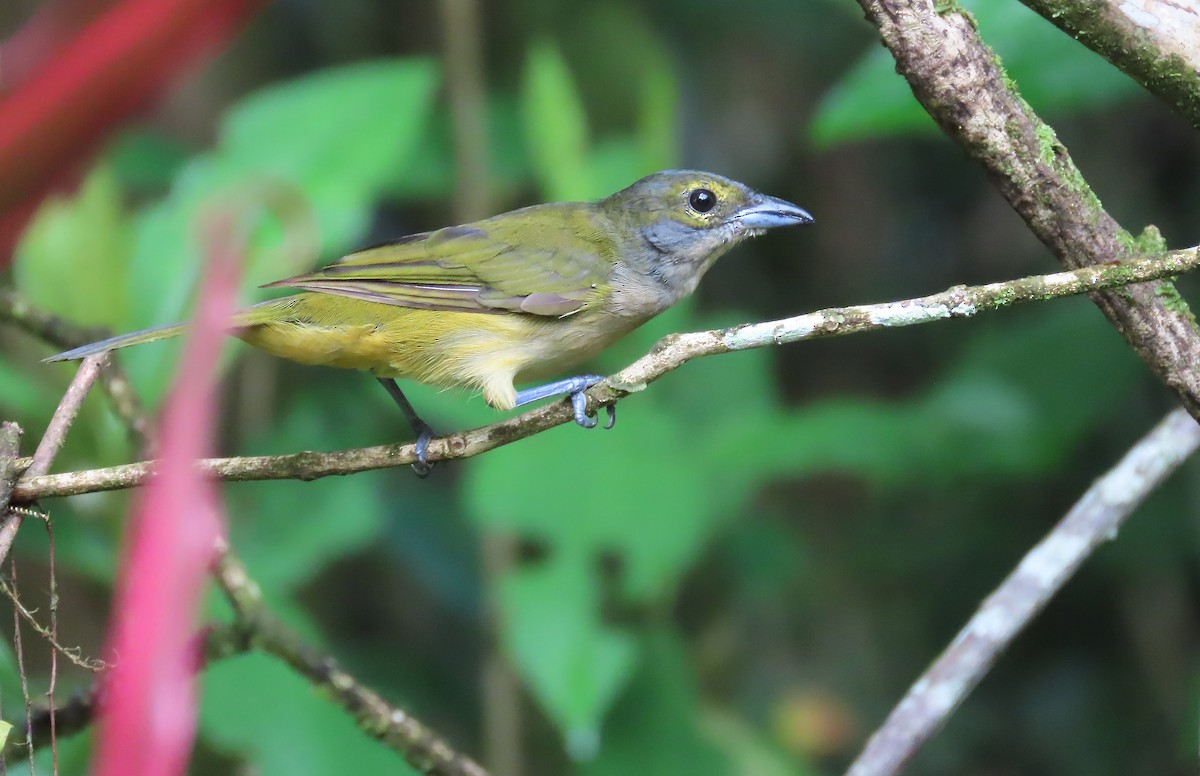 Fulvous-crested Tanager - ML656788378