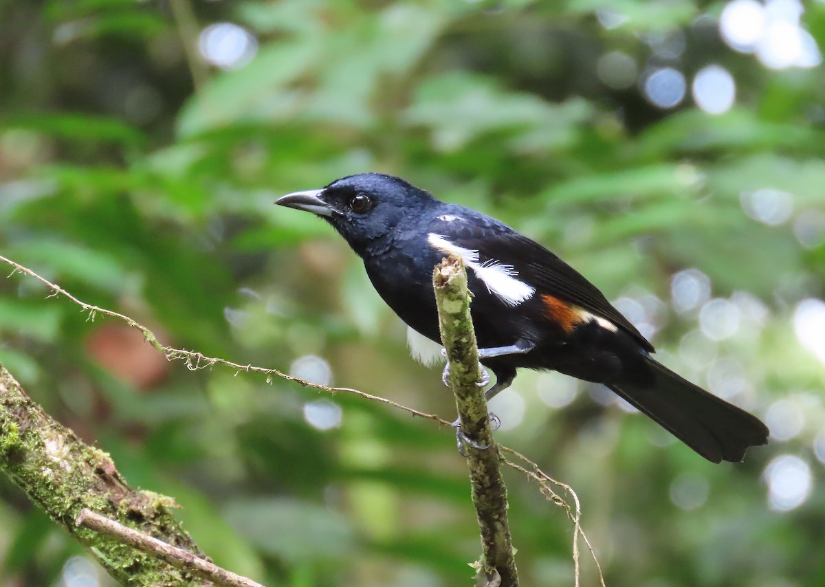 Fulvous-crested Tanager - ML656788385