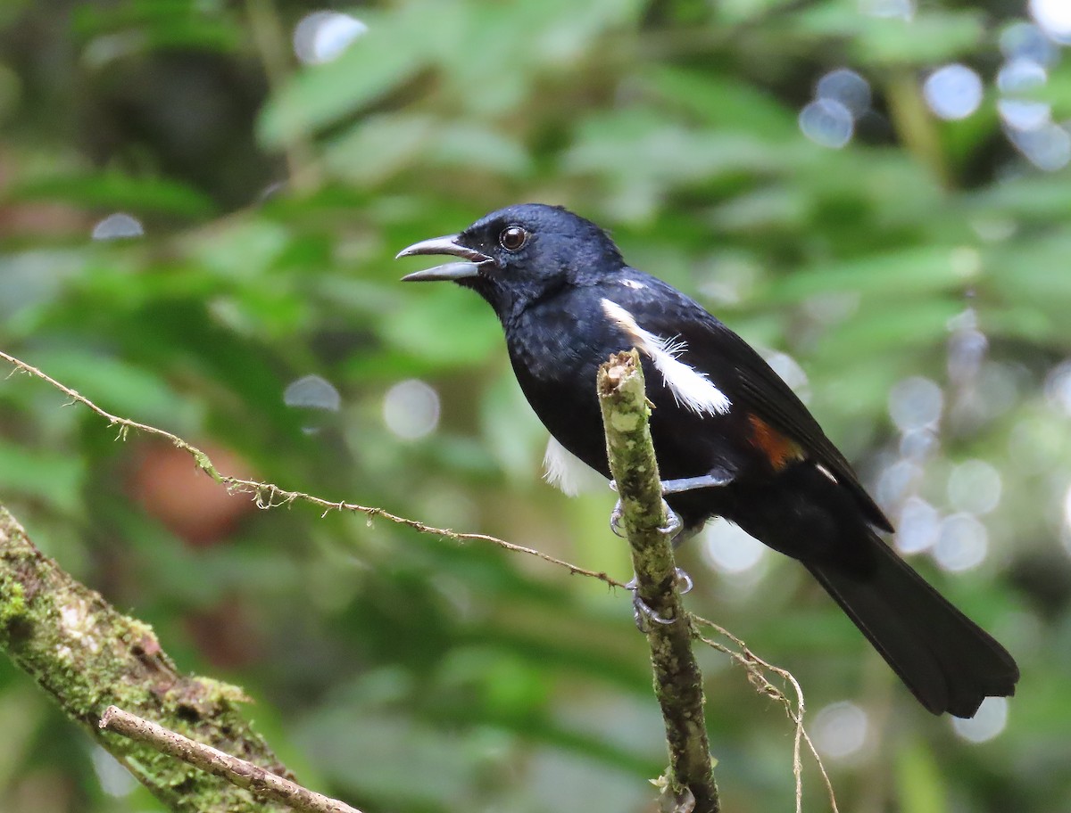 Fulvous-crested Tanager - ML656788394