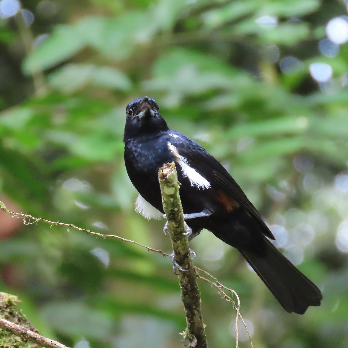 Fulvous-crested Tanager - ML656788410