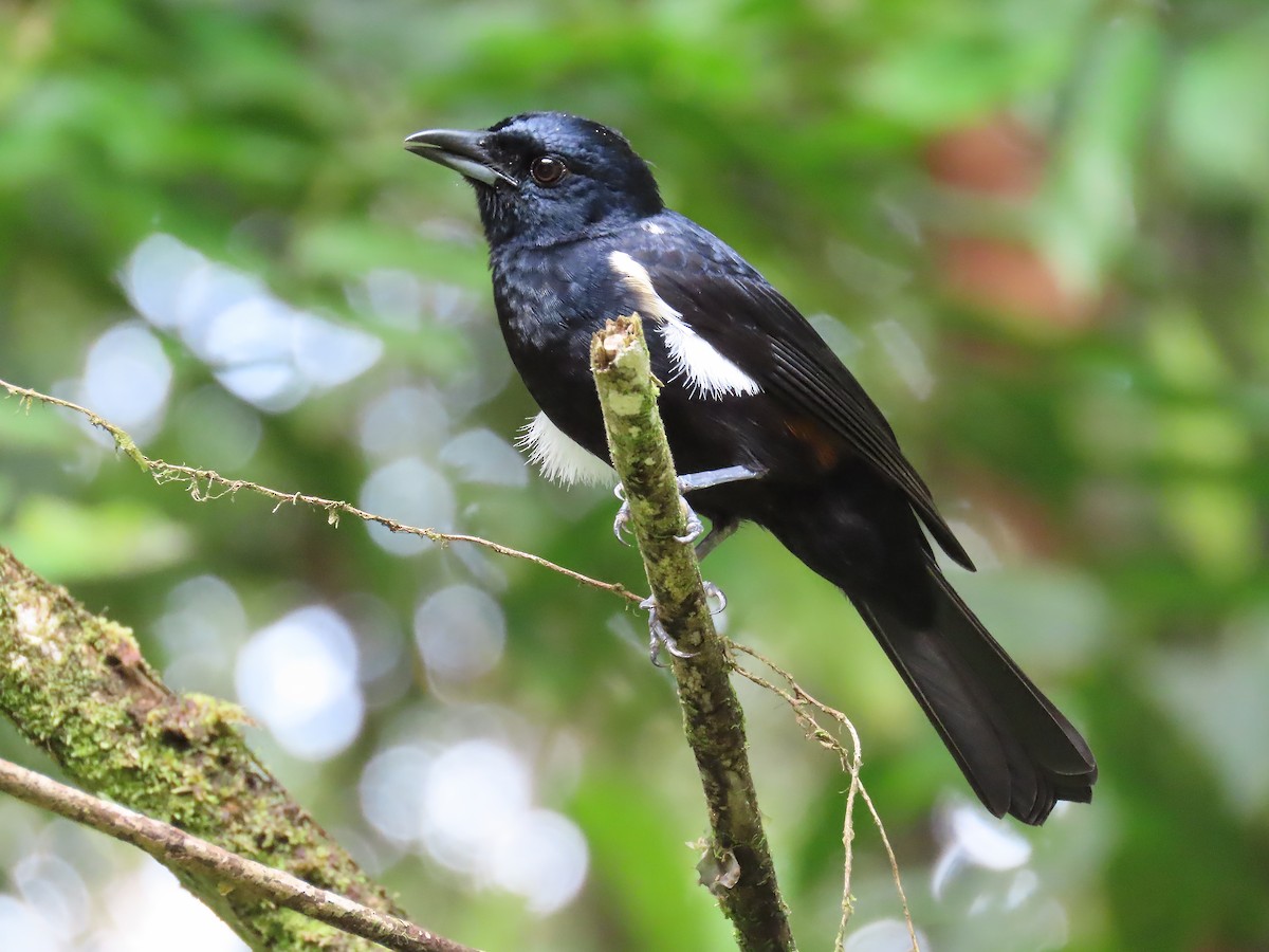 Fulvous-crested Tanager - ML656788430
