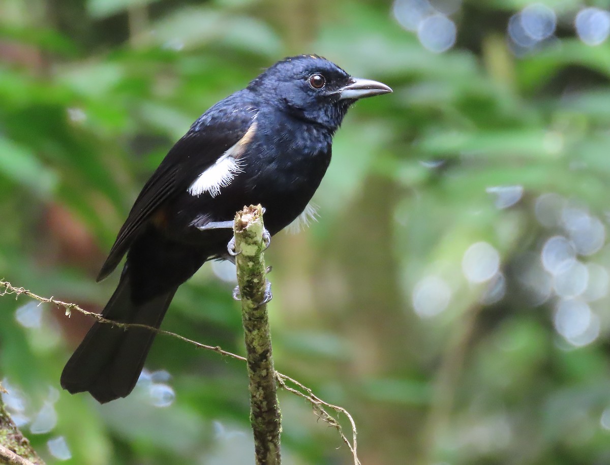 Fulvous-crested Tanager - ML656788438