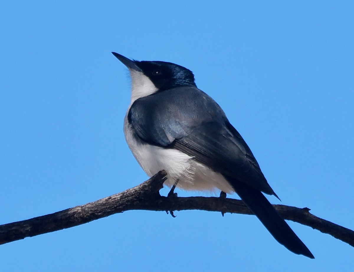 Restless Flycatcher - ML656788899