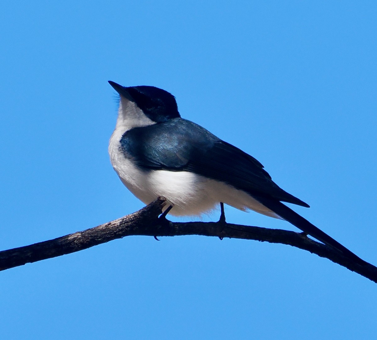 Restless Flycatcher - ML656788901