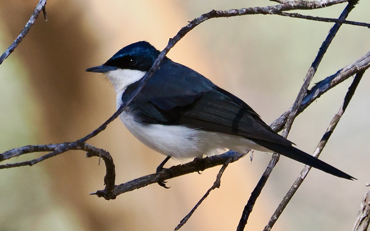 Restless Flycatcher - ML656788902